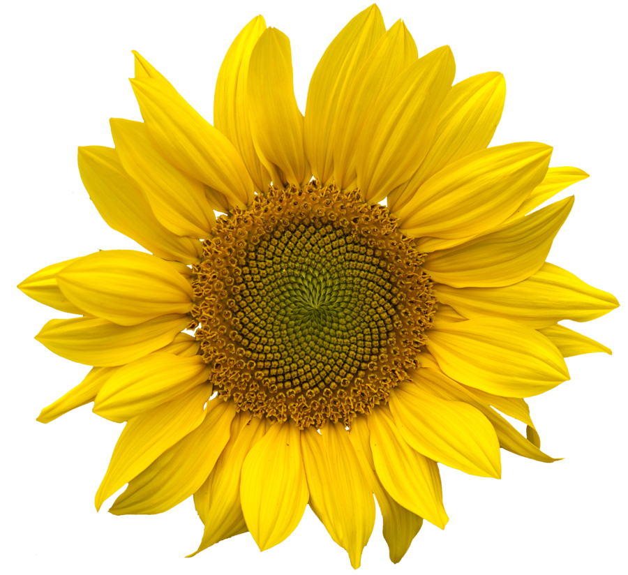 sunflower-flower-free-PNG-transparent-images-free-download-clipart-pics-sunflower_PNG13409